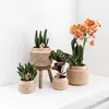 Kolibri Greens | Zelená rostlina – Stapelia – Ø 6 cm Náhled obrázku produktu 10