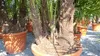 mehrstämmig Trachycarpus Fortunei Palme Palmengruppe, Produktbild-Vorschau 5