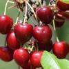 A close-up view of several ripe cherries on a branch, with green leaves visible. Produktbild-Vorschau