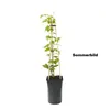 A potted plant with a support structure, isolated on a white background. Produktbild-Vorschau
