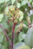 Photinia fraseri 'Little Red Robin', Glanzmispel, rot, Produktbild-Vorschau 4