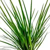 Terrarium Pflanze Acorus gramis Paludarium Regenwald Produktbild-Vorschau 3