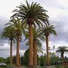 Semená Phoenix Canariensis - balenie 10 ks - Semená palmy - Náhľad obrázku produktu 11