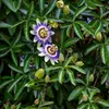 Passionsblume - 3 Stk - Passiflora edulis 'Frederick' - Produktbild-Vorschau 4