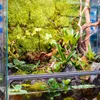 Terrario Shadow Forest Moss - muschio naturale 35x28cm Anteprima dell’immagine prodotto 11