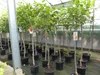Kaki Baum 160-180 cm Sorte "Rojo Brilliante" Kakipflaume Produktbild-Vorschau 6
