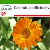 SAFLAX - nechtík - Calendula officinalis - 50 Semená - S Náhľad obrázku produktu 5