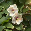 GreenboutiQ - Gartenpflanze - Magnolia sieboldii - Blüte Produktbild-Vorschau 4