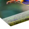 MuchoWow® MuchoWow® Gerahmtes Poster Eisvogel - Eidechse - Produktbild-Vorschau 7