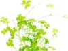 Hydrocotyle tripartita Kleeblatt Wasserpflanze Produktbild-Vorschau 2
