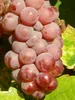 Weinrebe Delaware, 0.3 m hoch, starkwüchsig, süße Früchte Produktbild-Vorschau 2