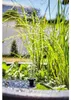 Solar Wassergarten LOTUSGARDEN inkl. Wasserspielpumpe und Produktbild-Vorschau 15