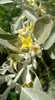 Elaeagnus angustifolia - Wintergrüne Ölweide 60- 80 cm Produktbild-Vorschau 2