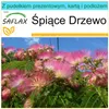 SAFLAX - Zestaw prezentowy - Śpiące Drzewo - 50 Nasiona - Z Podgląd zdjęcia produktu 5