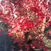 Heidelbeere Reka (R) - Vaccinium corymbosum Produktbild-Vorschau 4