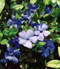 A close-up view of several blue vinca flowers and green leaves. Produktbild-Vorschau