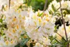 Rhododendron luteum 'Daviesii', gelb, 50–60 cm Produktbild-Vorschau 8