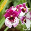 Orchidea Tekuté Hnojivo 10 L – 3-4-3 NPK – Pro Orchidey – Náhled obrázku produktu 7