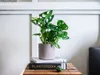 Gardners Monstera adansonii Monkey Mask, průměr 12 cm Náhled obrázku produktu 2