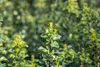 Ilex meserveae 'Heckenstar', ostrokrzew, zimozielony, Podgląd zdjęcia produktu 9