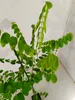 A close-up shot of a young plant with green leaves. Produktbild-Vorschau