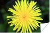 MuchoWow® Poster Makro - Sonnenblume - Gelb 180x120 cm - Produktbild-Vorschau 1
