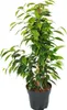 Ficus benjamini - Sada 3 kusov - Anastasia - Twighlight - Náhľad obrázku produktu 2