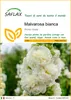 SAFLAX  - Malvarosa bianca - 100 semi - Alcea Anteprima dell’immagine prodotto 1