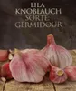 Pflanzknoblauch lila  3 Knollen Produktbild-Vorschau 2