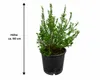 Myrtus communis (struik), circa 50 cm hoog – Echte Productafbeelding-voorbeeld 5