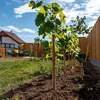 Winorośl właściwa - 3 szt - Vitis vinifera 'Chardonnay' - Podgląd zdjęcia produktu 6