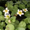 Weiße Sumpfdotterblume FloraSelf Caltha palustris 'Alba' H Produktbild-Vorschau 4