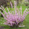 Prunus triloba (Mandorlo da fiore) 2L Anteprima dell’immagine prodotto 1