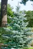 Picea pungens 'Blue Diamond', Blaufichte, 25–30 cm Produktbild-Vorschau 2