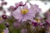 Anemone hupehensis 'September Charm', Herbst-Anemone, rosa, Produktbild-Vorschau 2