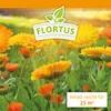 Ringelblumen Mischung | Blumenwiese von FLORTUS, Menge:250 Produktbild-Vorschau 4