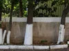 Trees with white painted bases in front of a concrete wall. Produktbild-Vorschau