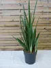 [Palmenlager] XL Sansevieria trifasciata "Silver" 90 cm - Produktbild-Vorschau 1
