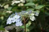 Hydrangea serr. 'Bluebird' - Hortensien  25- 30 cm Produktbild-Vorschau 3