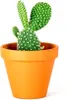 Gardners Opuntia, priemer 6 cm Náhľad obrázku produktu 1