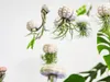 Gardners Medusa ROSE s Tillandsií ionantha green Náhled obrázku produktu 4