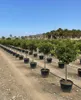 A row of potted lime trees in an outdoor nursery or orchard. Anteprima dell’immagine prodotto