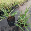 Trawa Miłka okazała Eragrostis spectabilis 1L Podgląd zdjęcia produktu 3