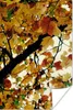 MuchoWow® Poster Bäume - Herbstblätter - Natur 40x60 cm - Produktbild-Vorschau 1