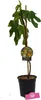 Ficus carica 'Grise de tarascon' Feigenbaum, 2 Liter Topf Produktbild-Vorschau 5