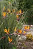 Strelitzia juncea (kvetina rajského vtáka) – 3 semená Náhľad obrázku produktu 3