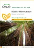 SAFLAX - Küsten - Mammutbaum - Sequoia sempervirens - 50 Produktbild-Vorschau 1