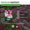 Cosmea Schmuckkörbchen Sensation Mix Samen - Cosmos Produktbild-Vorschau 8
