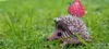 Eugy Hedgehog, 24 Stück(e), Tiere, 6 Jahr(e) Produktbild-Vorschau 4