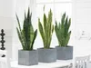 Bloomique - 2er Set - Sansevieria Laurentii - Bogenhanf - Produktbild-Vorschau 2